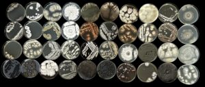 rows of petri dishes showing a variety of biodiversity cultures that exist in a alder tree