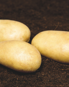 an Image of Buster potatoes, three laying on dirt horizontally