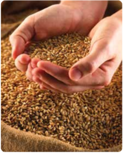Hands holding grain over a sack filled with grain