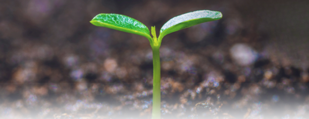 Cover image representing 