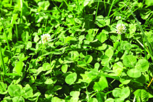 Clovers.