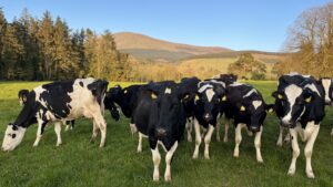 a row of diary cows in a field