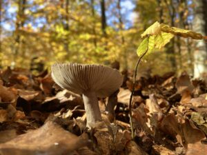 wild macrofungi on the forest floor
