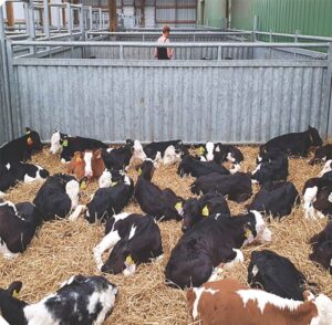 A group of cows lying in a pen with hay on the ground