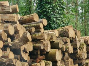 a red squirrel sitting on a stack of logs