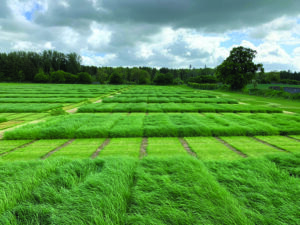 Grass breeding plots in a field
