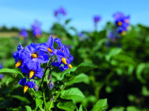 Purple flowers