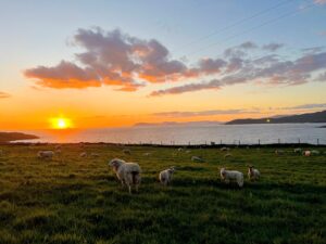scene of sheep grazing at sunset