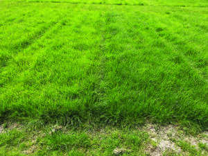 Grass.
