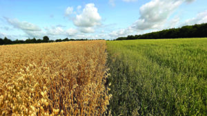 Oats growing in a field.