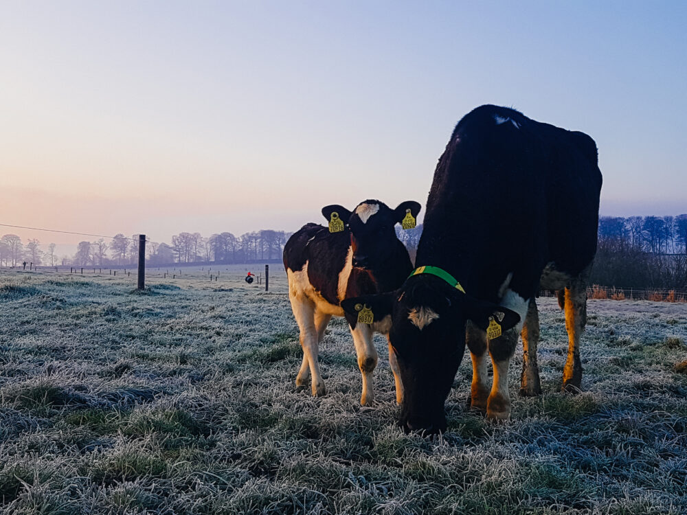 Cows grazing in a frost-covered field