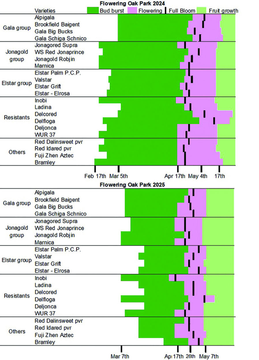 Two stacked timeline charts titled "Flowering Oak Park 2024" and "Flowering Oak Park 2025" showing bud burst, flowering, full bloom and fruit growth for many apple varieties grouped by Gala, Jonagold, Elstar, Resistants and Others. Colored bars (green = bud burst, pink = flowering, light green = fruit growth) span the spring calendar (Feb–May) to compare timing between the two years.