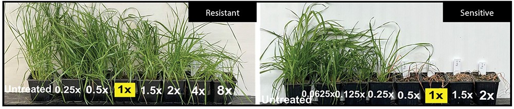 Figure showing the difference between resistant (left) and sensitive (right) populations of Italian ryegrass following application of glyphosate