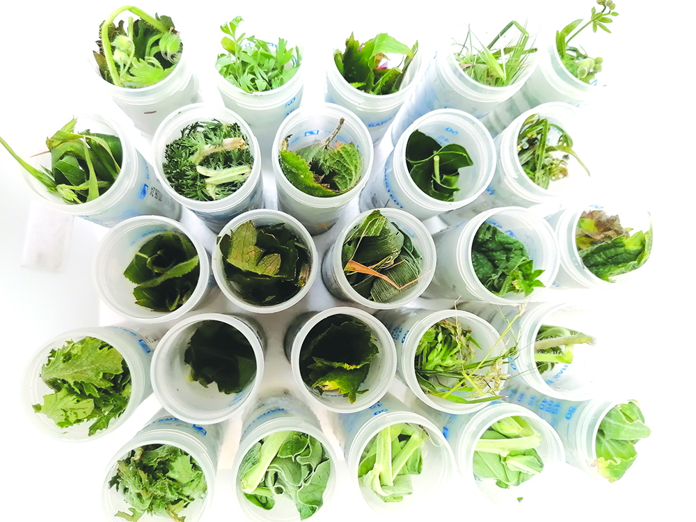 An aerial view of plant samples in analysis tubes
