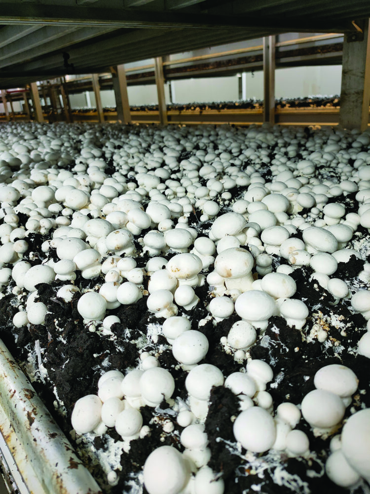 Mushrooms growing in a commercial production facility