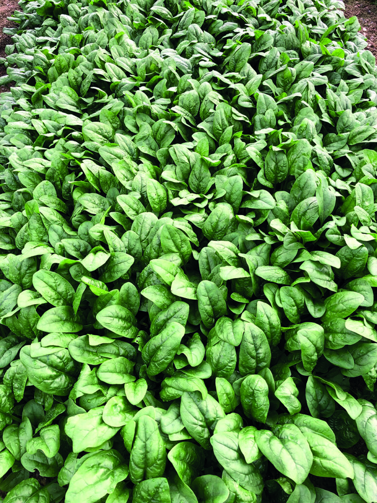 Healthy plant