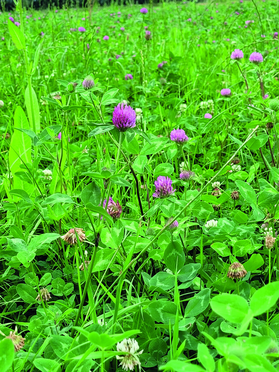 A close up of grass, clover and herbs (multispecies sward) in a field