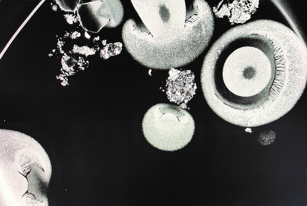 Cross section of mushrooms using X-ray CT scans