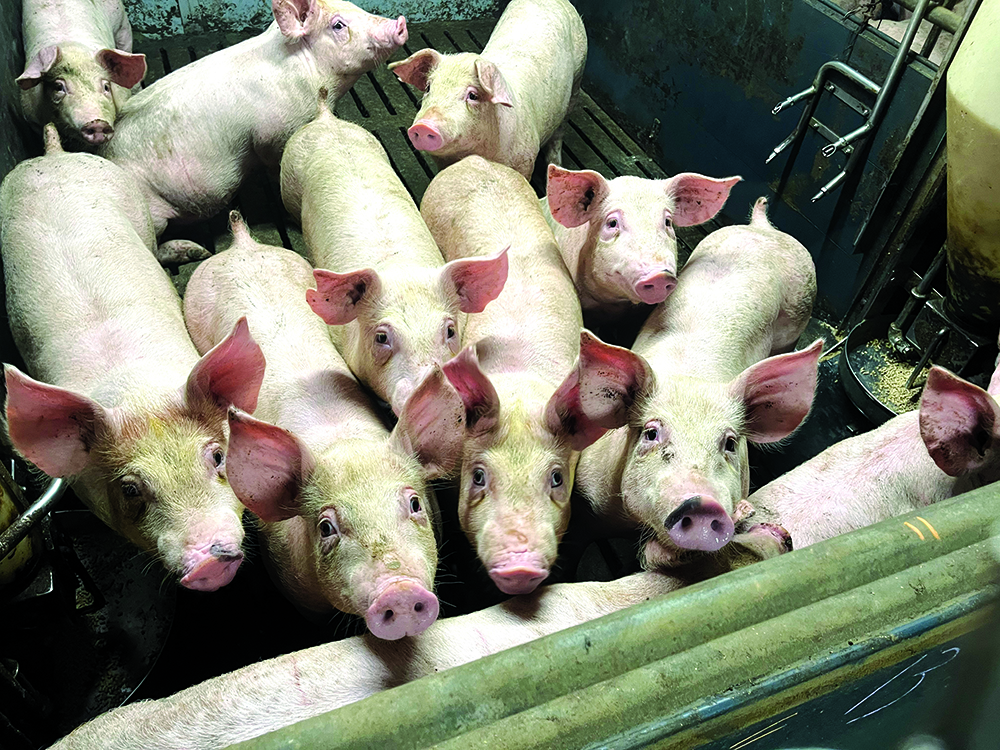 Pigs in an indoor pen look up at the photographer