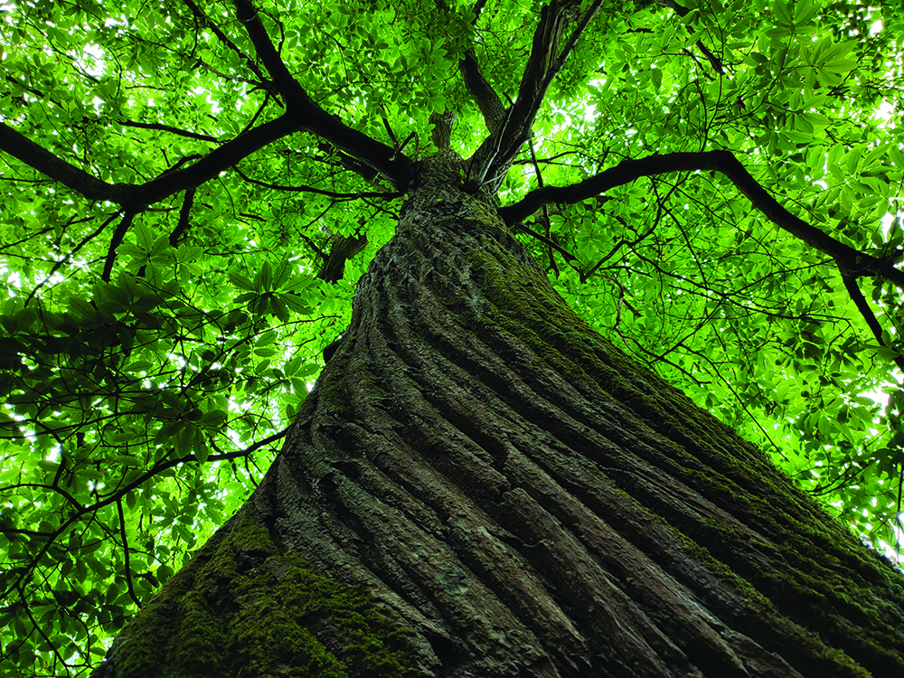 An artistic photo of a tree trunk 