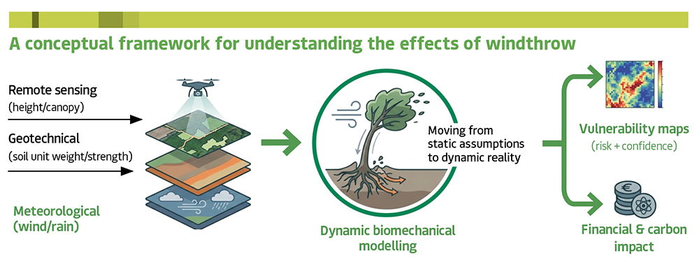 Infographic showing a conceptual framework for windthrow: stacked data layers (remote sensing, geotechnical, meteorological) flow into dynamic biomechanical modelling of an uprooting tree, producing vulnerability maps and financial & carbon impact estimates