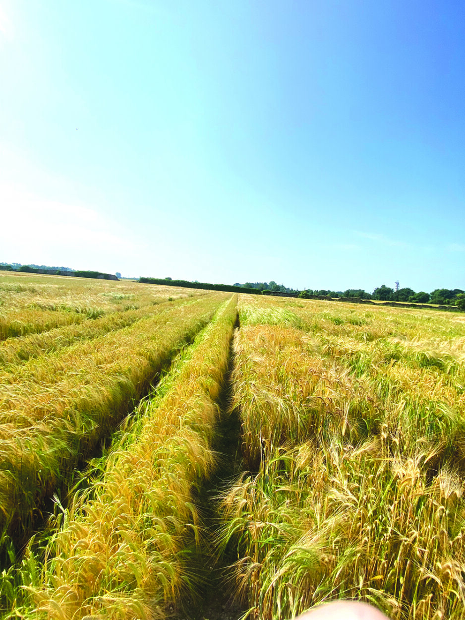 Fields of barley on a beautiful sunny day