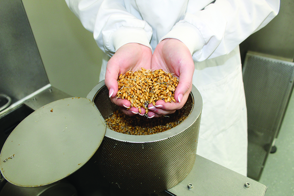 A scientist in a lab coat holds germinated barley in their two hands