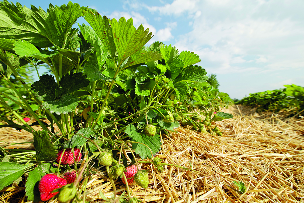 Strawberries in a bed of straw in a field