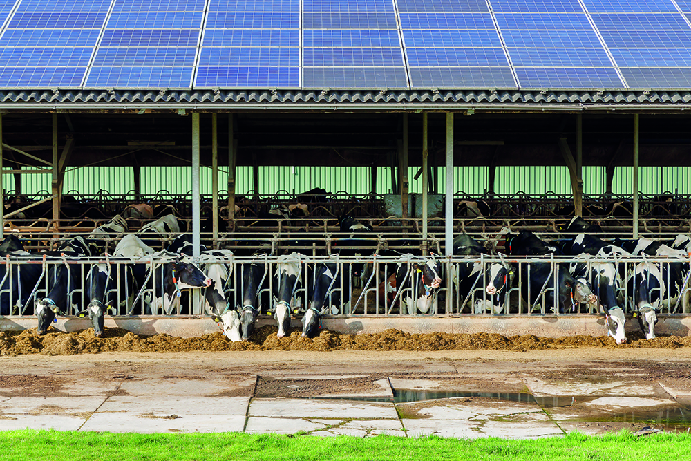 Farm stable with dairy cows and a roof with solar panels