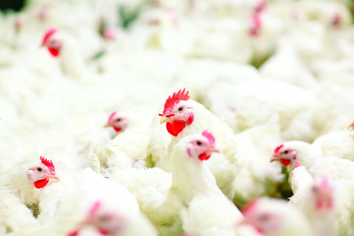 An overview of the EU poultry market