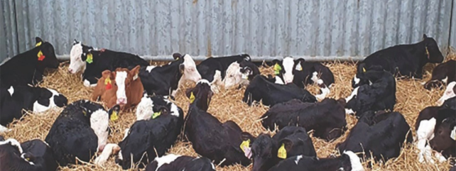 Cows in a pen with hay on the ground