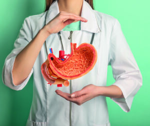 Female doctor with a stethoscope is holding mock stomach in the hands. Help and care concept