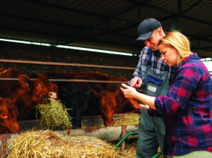People in a cattle barn, analyzing some date on a digital tablet.