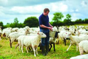 Sheep getting feed.