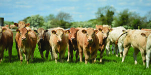 Group of cows.