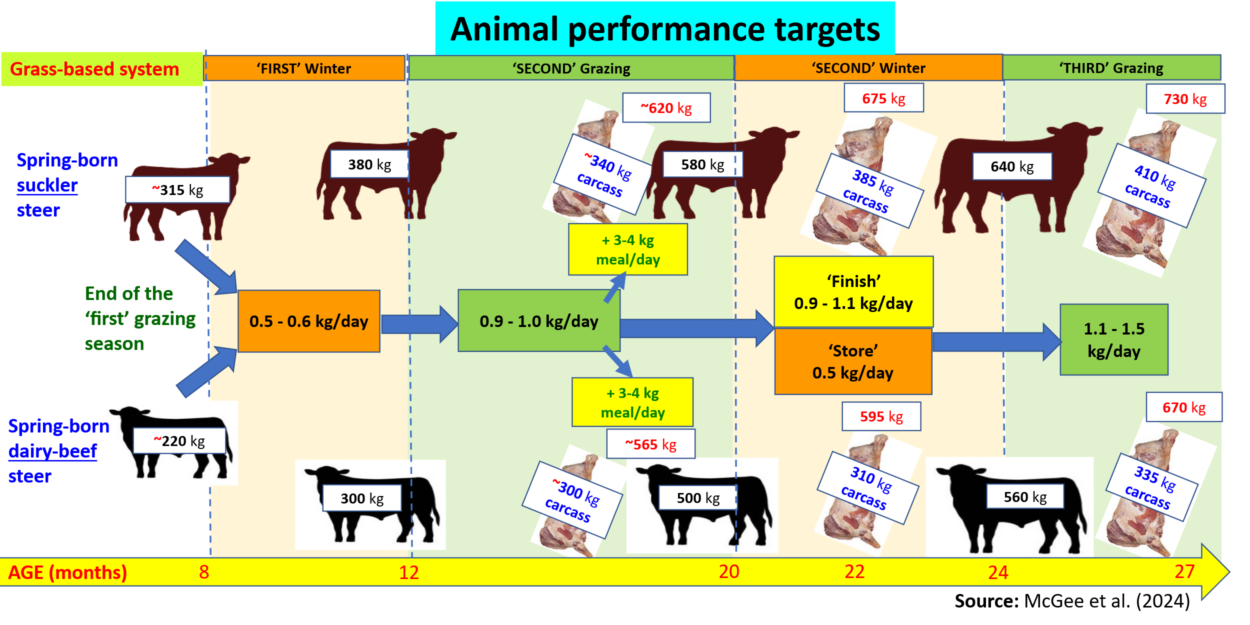 Diagram illustrating animal performance targets for grass-based and spring-born steers across different grazing and winter periods. Key details include weight milestones, daily weight gain rates, and carcass weights, with colour-coded sections for grazing stages and arrows indicating growth progression from 8 to 24 months.