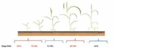 Diagram showing growth stages of grass aligned horizontally above a colour-coded scale indicating silage dry matter digestibility (DMD) percentages, with plant height increasing from left to right.