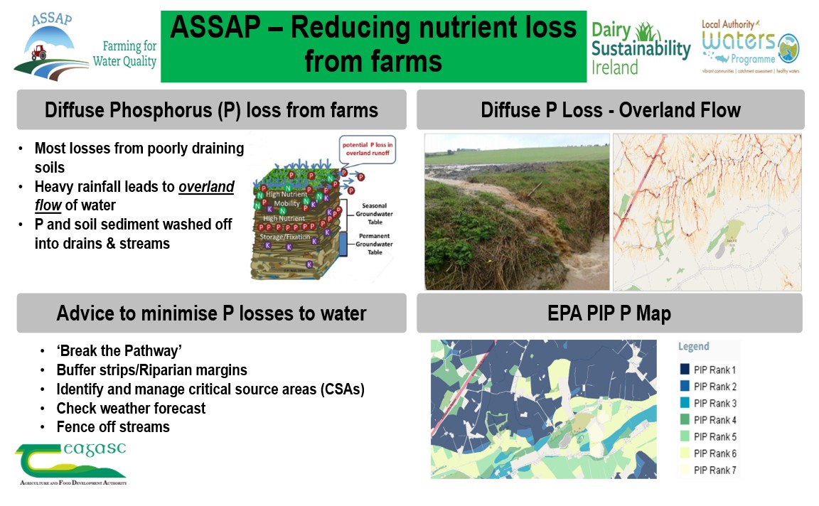 Presentation slide illustrating nutrient loss reduction from farms, focusing on diffuse phosphorus loss through overland water flow. Includes a labelled diagram of phosphorus movement in soil, a photograph of overland flow, a map showing EPA PIP ranks with a colour-coded legend, and bullet points offering advice to minimise phosphorus losses; break the pathway, buffer strips, riparian margins, manage critical source areas, check weather forecast, fence off streams.