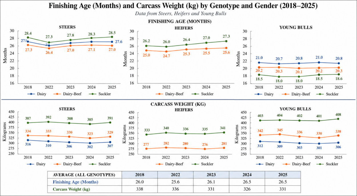 Line charts and a table present finishing age in months and carcass weight in kilograms for steers, heifers, and young bulls by genotype and gender from 2018 to 2025. Dairy, Dairy-Beef, and Suckler are colour-coded with trends showing relatively stable finishing ages around 26-28 months and carcass weights increasing slightly, with key values highlighted in a summary table below.