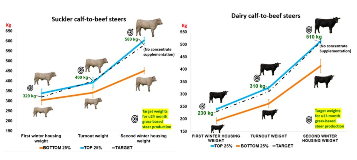 Line graph comparing weight changes of suckler calf-to-beef steers across three stages: first winter housing, turnout, and second winter housing. It shows top 25% (blue line) and bottom 25% (orange line) weight groups with target weights (black dashed line) of 320 kg, 400 kg, and 580 kg, highlighting significant growth differences and target milestones for under 24-month grass-based steer production. And line graph comparing weight progression of dairy calf-to-beef steers across three stages: first winter housing, turnout, and second winter housing. It features three lines representing top 25% (blue), bottom 25% (orange), and target weights (black dashed), with key weight milestones of 230 kg, 310 kg, and 510 kg highlighted alongside steer illustrations.
