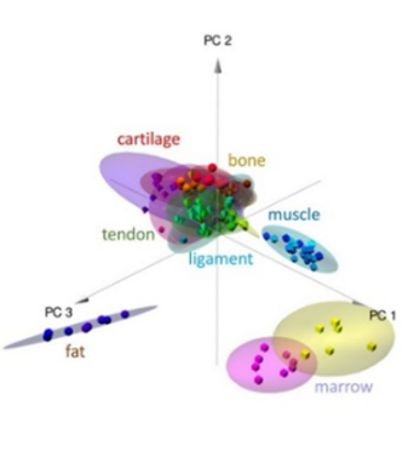 different tissue types based on principal components PC1, PC2, and PC3, with coloured clusters and labels for cartilage, bone, muscle, tendon, ligament, fat, and marrow. Overlapping regions for cartilage, bone, tendon, and ligament near the centre.