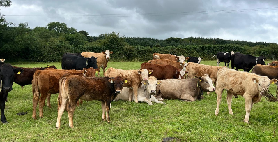 2025 born spring calving herd Eamonn and Donnchadh McCarthys farm