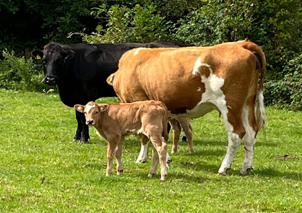 Autumn 2025 born calves Eamonn and Donnchadh McCarthys farm