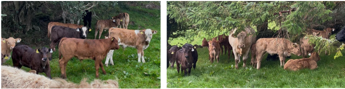 photos of a selection of the Autumn born calves on the Kingston farm