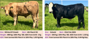 Side‑on photograph of two yearling cattle standing on short green grass under clear sky. The left animal is light brown with an ear tag, listed as sired by Whitecliff Orwell, born 4 March 2025, weighing 490 kg on 18 May 2026; reported ADG (average daily gain) from birth 1.00 kg/day and from turnout (6 March to 18 May) 1.05 kg/day. The right animal is predominantly black with a white face and an ear tag, listed as sired by Gstadd, born 23 February 2025, weighing 540 kg on 18 May 2026; reported ADG from birth 1.10 kg/day and ADG from turnout (6 March to 18 May) 0.64 kg/day.