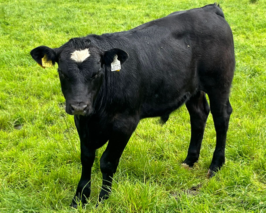 Bull calf 40775