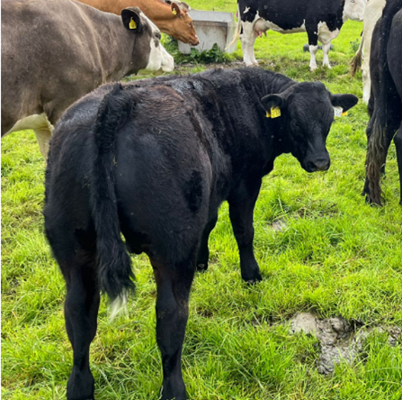 Bull calf 50768