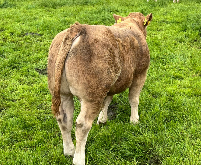 Bull calf 50776