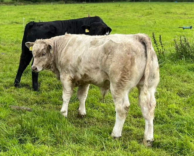 Bull calf 70761