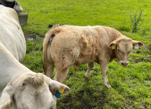 Bull calf 70778